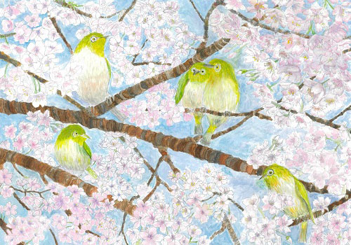沼田公園の桜とメジロ