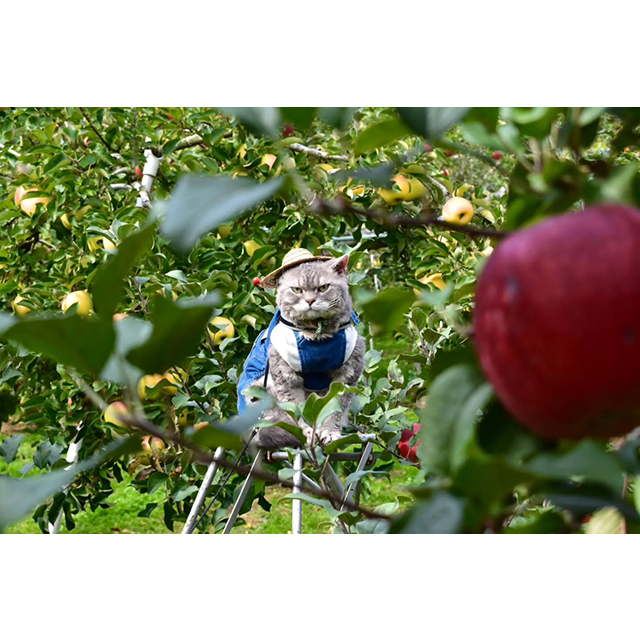 田村りんご園賞