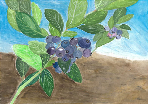 おじいちゃんのブルーベリー園