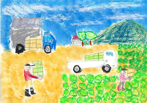 レタスのしゅうかく