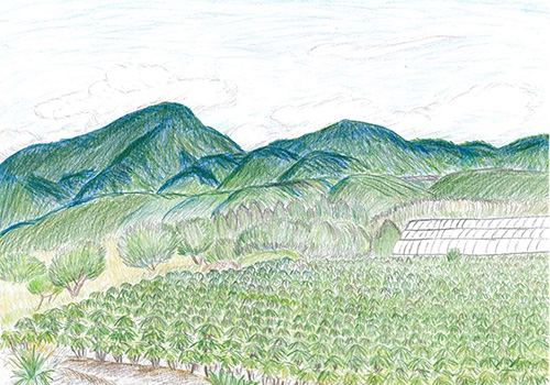 赤城山とこんにゃく畑